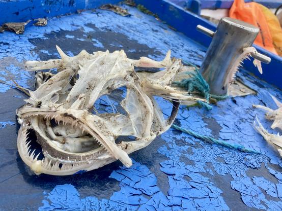 Skelett vom Kopf eines Seeteufels auf verwittertem, blau gestrichenem Holzuntergrund.