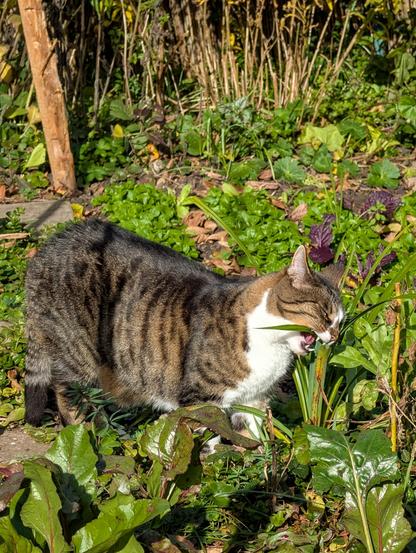 Katze Mia sitzt aufmerksam im spätherbstlichen Gemüsegarten zwischen Kohlpflanzen und Gräsern, die noch in sattem Grün stehen und knabbert an einem Grashalm , Foto by Johann Seidl, Gartenpoet.