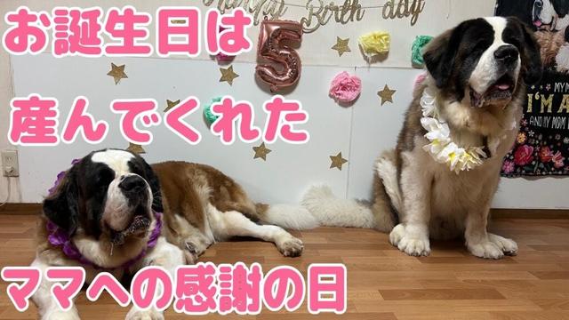 【セントバーナード】5歳になったよ。産んでくれてありがとう。お誕生日はママへの感謝の大切な日。