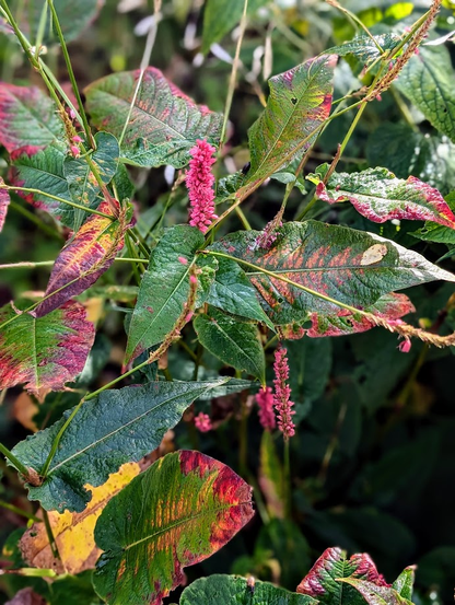 Nahaufnahme des Schlangenknöterichs mit rosafarbenen Blütenähren und bunt verfärbten Blättern in Grün-, Rot- und Gelbtönen. Foto by Johann Seidl, Gartenpoet.