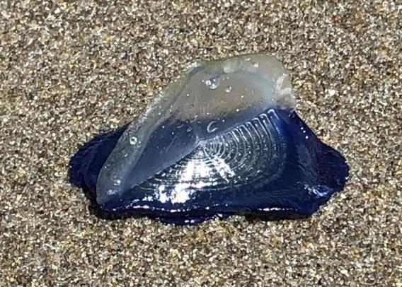 image/jpeg a dark blue jelly-like creature with a tall transparent vertical sail at 45 degrees to its body is seen on a sandy beach.
Photo by Brian Bull KLCC
https://www.klcc.org/environment/2019-05-31/oregon-beaches-experiencing-blue-tide-of-velella-velella
