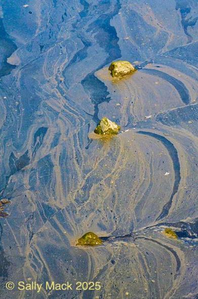 Color vertical photo of three nearly evenly spaced yellow rocks in water covered with tannish scum floating on the water. On the left of the photo the scum forms delicate curving, amorphous wisps. On the right, the scum makes a curved pattern around each rock.