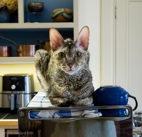 An earnest looking tabby cat with short curly hair is in the loaf position on a blue checked cloth covered part of a stainless steel coffee machine, facing the camera. She has big erect ears.
Beside her on the machine is an upside down blue ceramic coffee cup. The background is a general kitchen scene including shelves with copper pans.