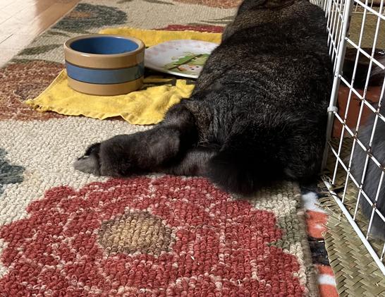 Photo from behind of a large dark brown rabbit with a long, deep-black tail. He’s lying next to his empty dishes on a multicolored rug.