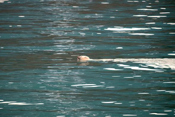Photo of a polarbear swimming with just the head anove the waterline. Taken in greenland 2018.