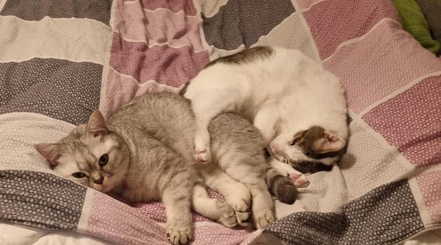 Henry, links und Bruno rechts im Bild, auf einer Decke liegende Kater