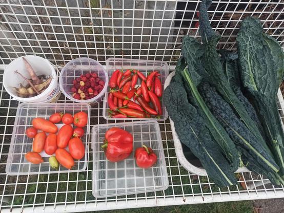 Ernte des Tages: Ein 1l Eimer mit Bohnen, ein 1l Eimer mit ca 300g Himbeeren, drei quadratische Boxen mit roten Cayenne Chilis, Tomaten (Roma und Hellfrucht), 2 Paprika und ein Bund Cavolo nero