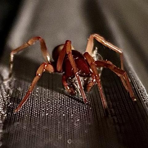 A red and tan woodlouse spider (Dysdera crocata) hanging out on our Magic Mesh screen door.