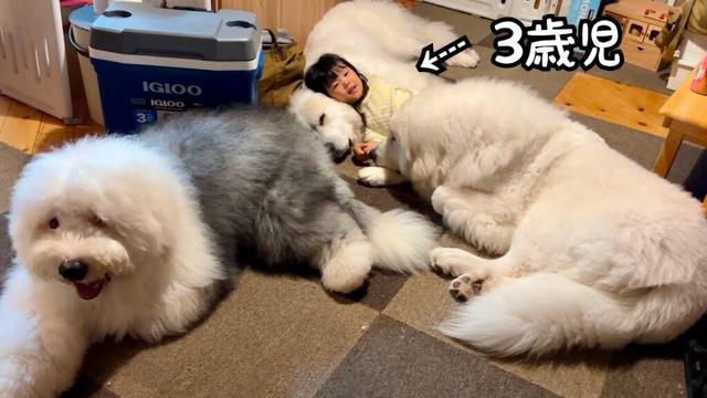 【圧巻】超大型犬３頭を同時に甘えさせてあげる３歳児がすごすぎました…♡｜グレートピレニーズ&オールドイングリッシュシープドッグ&トイプードル