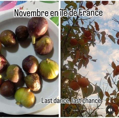 Des figues d'automne d'un figuier bifère, dans une assiette, et des kakis non astringents dans un plaqueminier.
