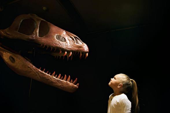 Una niña mirando el fósil de un cráneo de un T-Rex en un museo (Getty Images)