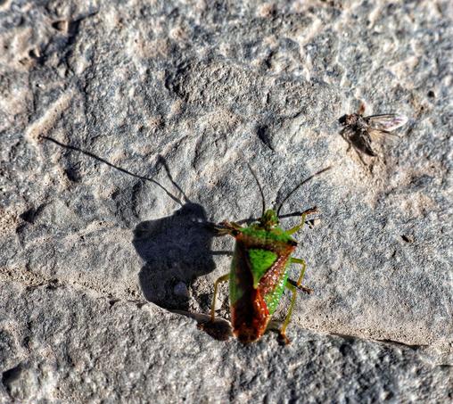 This image shows a close-up of a green shield bug, also known as a stink bug, resting on a rough, light-coloured stone surface. The bug has a vibrant green back with some reddish-brown markings on its underside and legs. Its long, thin antennae are visible, extending forward. The shadow of the bug is clearly cast on the stone, indicating bright lighting. In the background, there is a small dead fly, adding to the natural outdoor setting. The texture of the stone surface is detailed, with various indentations.