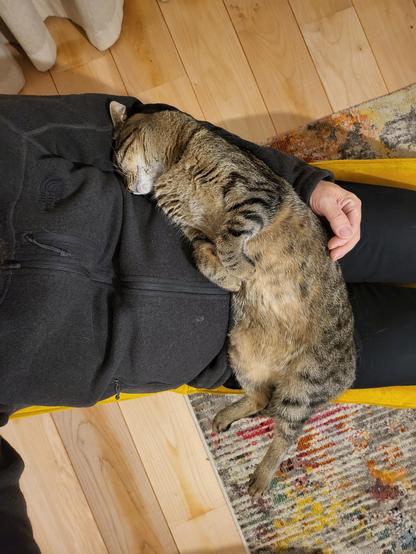 Cat lying fully stretched across my lap, belly-up. His hind legs dangle off the side.