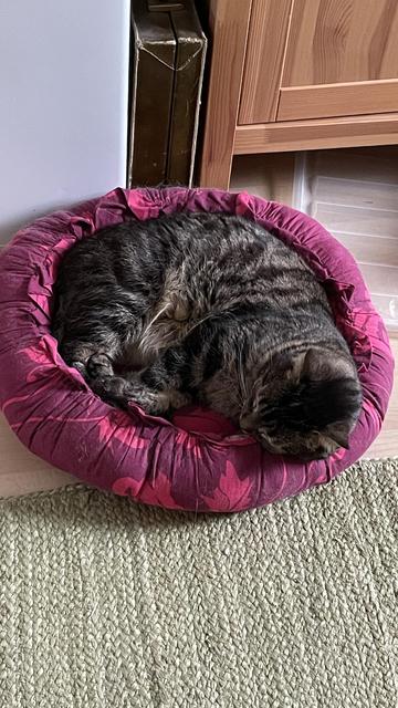 Ruskea-mustaraidallinen kissa käpertyneenä vähän liian pieneen, pyöreään kissapesään.