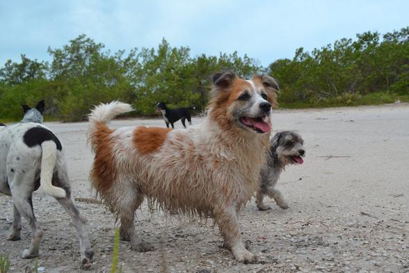 A white dog with rust spots on her ears, back and tail stands proudly, her coat wet from an excursion into a pond. A smaller, gray, shaggy dog is behind her, also wet and happy. Three other dogs are milling around.
