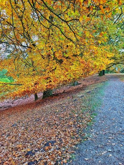 Baum im Herbstlaub, mitten im schrägen Gang stehend