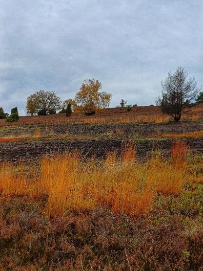 Blick über die Heideflächen mit 
 Gräsern, Bäumen, Büschen darin