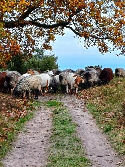 Heidschnucken und ein paar Ziegen