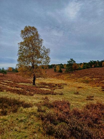 Weiter Blick über die Heide