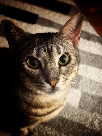 A close-up of a tabby cat with large yellow-green eyes, looking directly at the camera. The background features a patterned rug that adds texture to the image.