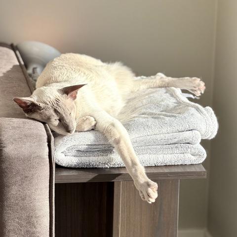 Nightshade, the lilac-point Siamese, a cream-coloured cat with large ears lies stretched out on a folded, light grey blanket, resting on a dark wood veneer side table next to a sofa. He looks very relaxed, with one front paw and its head hanging over the edge, basking in warm sunlight. The background is softly lit and neutral.