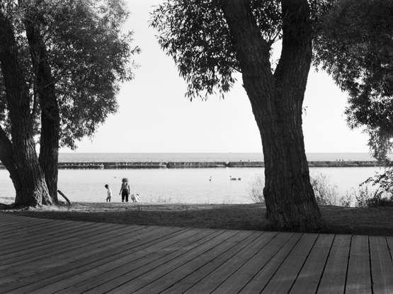 Framed by two large trees, an adult and two kids enjoy the beach as swans swim by and seagulls and cormorants gather on the breakwater.