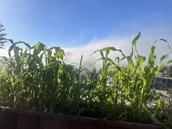 corn in foreground. dog in background.