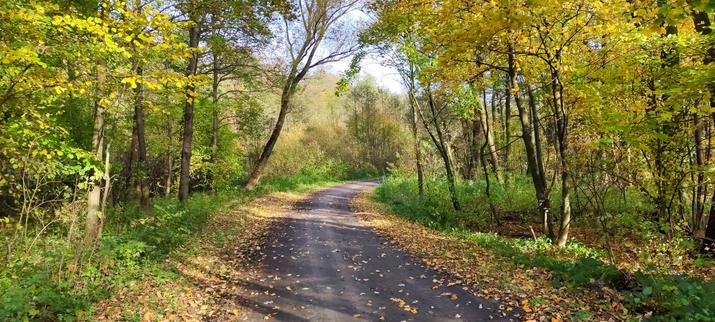 Czarna gruntowa droga pomiędzy liściastymi drzewami, z których część ma jeszcze zielone liście, a reszta już żółte. Trochę opadłych liści leży po bokach drogi.