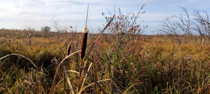Zarośla na poboczu drogi przez łąki: sitowie i w większości bezlistne krzewy, jeden z nich ma jeszcze trochę czerwonych liści. Na pierwszym planie dwie kolby suchej pałki szerokolistnej, z których zaczynają rozsiewać się owoce w postaci jasnego puchu.