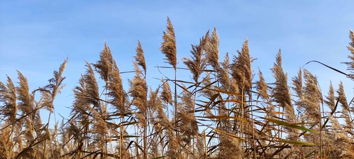 Na tle niebieskiego nieba rząd suchych pióropuszy suchych traw.