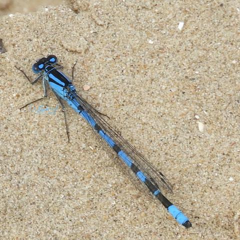 Een blauw/zwarte juffer die in het zand zit, diagonaal van linksboven naar rechtsonder, op de foto.