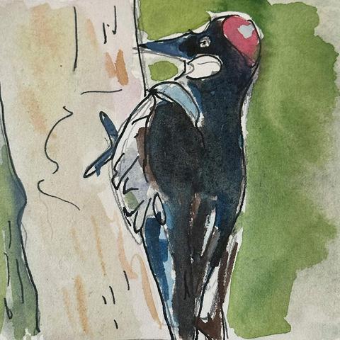 Watercolor painting of an acorn woodpecker