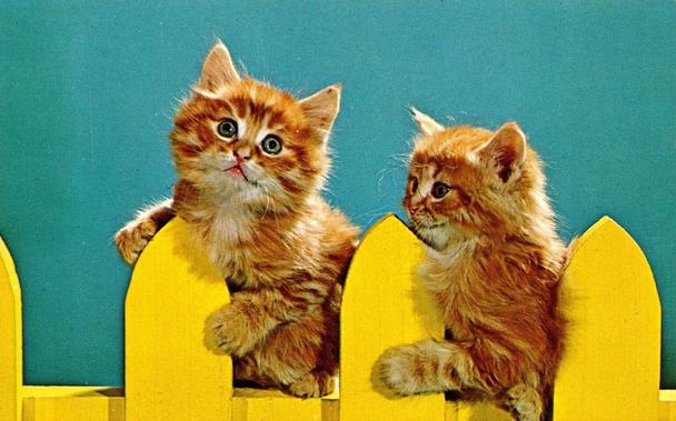 This postcard-style image shows two fluffy orange kittens perched playfully on a bright yellow picket fence against a smooth teal-blue background. Both kittens have soft, thick fur and large, curious green eyes. The kitten on the left is looking straight ahead with its head slightly tilted and mouth slightly open, giving it an innocent, inquisitive expression. Its little paws rest on the top of the fence as if it’s about to climb over. The kitten on the right faces its companion, gazing at it with a gentle, affectionate look, one paw draped over the fence as well.

The vivid colors—the golden-yellow fence, teal backdrop, and warm orange fur—create a cheerful and retro feel, reminiscent of mid-20th-century postcards or advertisements. There are no other objects or textures in the background, keeping the focus on the kittens’ expressive faces and soft, cozy fur. The scene radiates warmth, curiosity, and the simple charm of playful young animals discovering their world together.