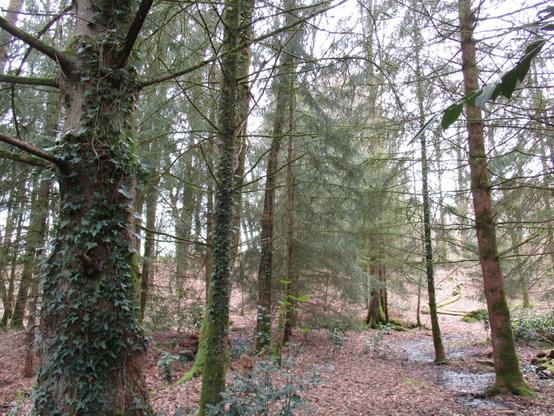 colour photograph of a woodland walk in late autumn, taken in the author's back garden in Bagnoles de l'Orne.