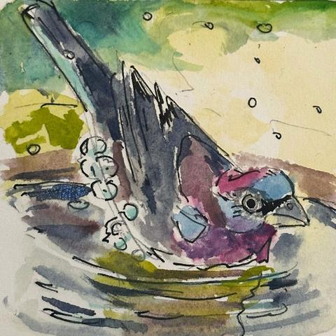 On my short list of favourite paintings for Birdtober. This is a sparrow shaped bird that is pink, purple and blue. It's taking a bath and is leaned forward to get the water  in all the right places.