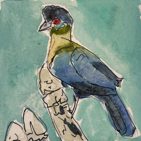A mostly blue bird with purple crest and olive green neck, red eye.