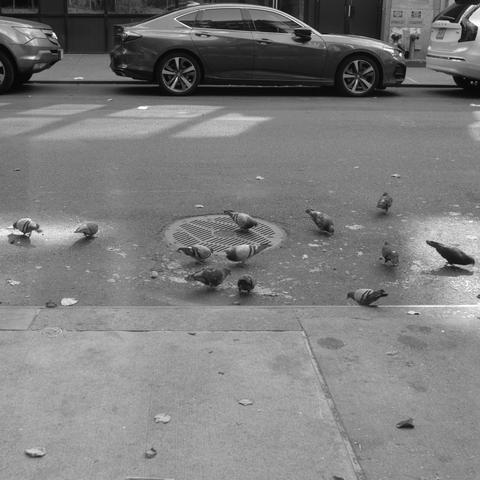 Mamiya 6 IV | Kodak Tri-X 400

Home developed in XTOL Stock | 6:00 @ 22C | Rotation

Pigeons in the street fighting over bread scraps