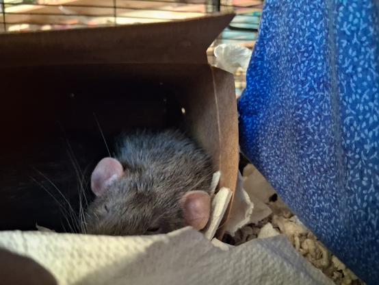 Cute pet rat, snoozing in his box
