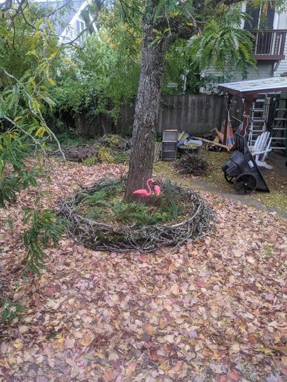 Our back yard in 2021 with maple leaves from the front yard spread everywhere, but directly below the honey locust which had not fallen down yet.