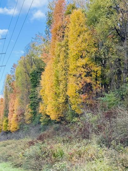 A photo of some trees in various shades of fall colors from green to yellow to orange.