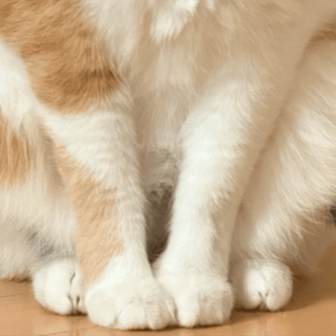 猛暑の中過ごす野良猫を保護した女性。しかし「猫ってこんな感じ？」投稿された画像が322万表示（ほ・とせなNEWS） - Yahoo!ニュース