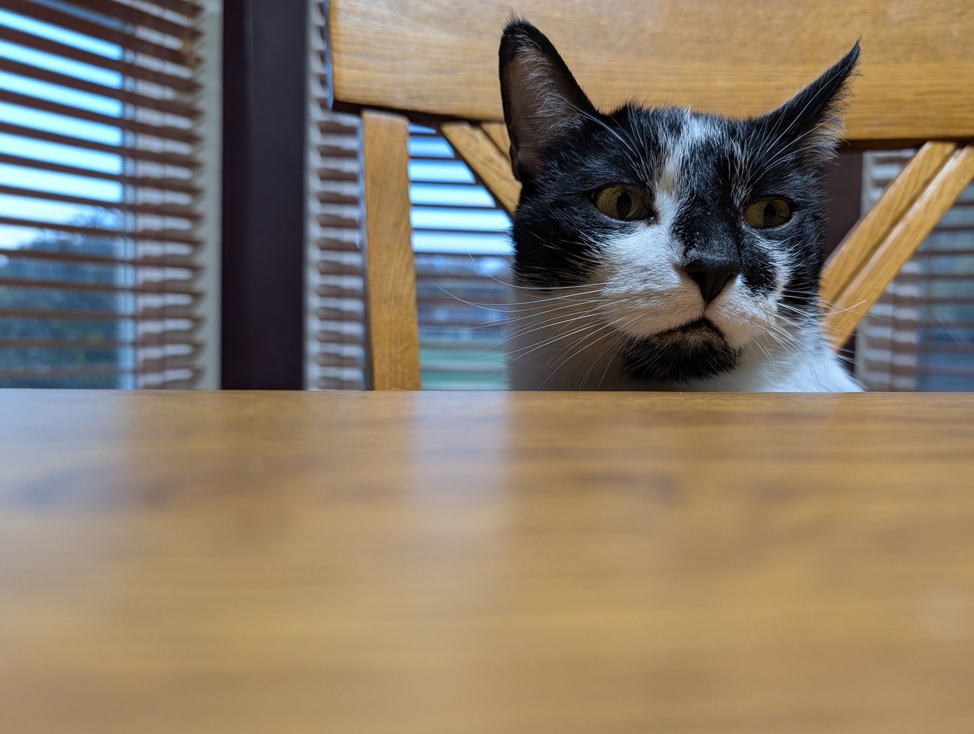 Smudge the cat, looking genuinely bereft