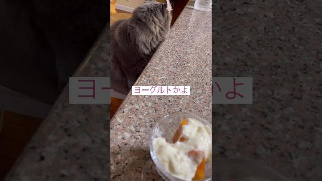 ヨーグルト天国 #ねこ動画 #アメリカンカール #catshorts