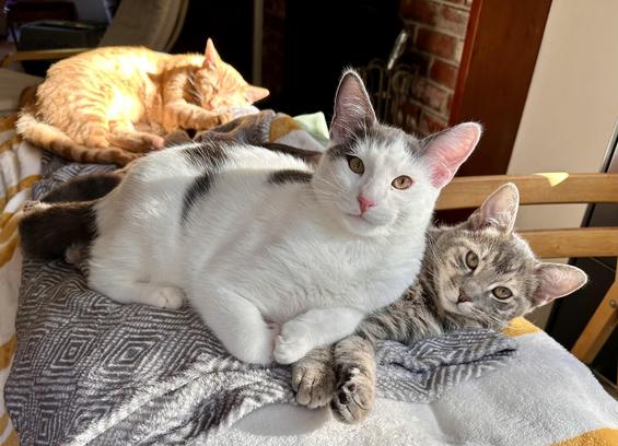 Teddy (black and white) lying on Ellie (gray tabby) with Cosmo (orange tabby) asleep in the background