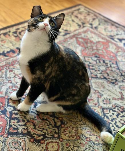 The mom cat, who is a calico with white chest, nose, paws, and tail tip; looks kinda like she’s wearing pajamas