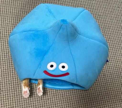 「食べられてますね笑」スライムから〝前足〟がひょっこり「わぁ、、かわいい…」「肉球モミモミしたい…」など大反響　自由すぎる？兄弟ネコが話題に：「おっ！」でつながる地元密着のスポーツ応援メディア 西スポWEB OTTO!