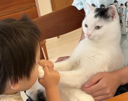 “くんくんくん”2歳男児が猫の“肉球”の魅力に気がづいた瞬間 猫の表情「お主、できるな！」（オリコン） - Yahoo!ニュース