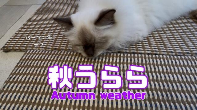 バーマン猫ラフ【秋うらら】Autumn weather（バーマン猫）Birman/Cat