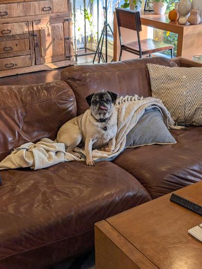 Nacho the fawn pug sitting on a couch with his tongue sticking out