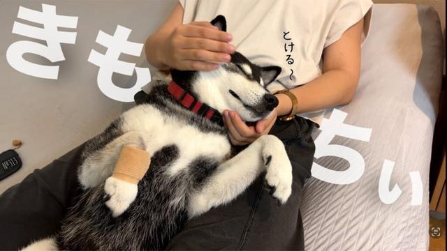 大好きなお姉ちゃんにマッサージされ、とろけちゃう柴犬が可愛い（№313）